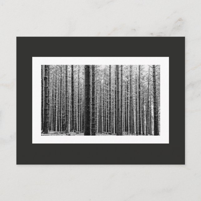 Wald (Schwarz und Weiß) Postkarte (Vorderseite)