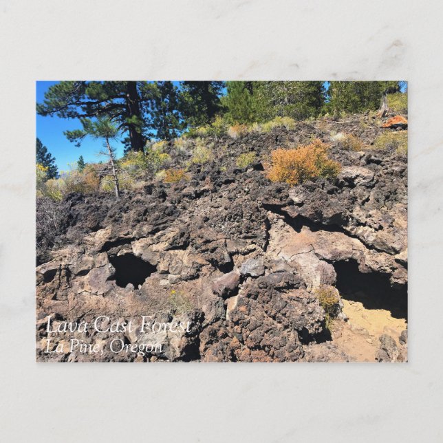 Wald von Lava, Oregon Postkarte (Vorderseite)