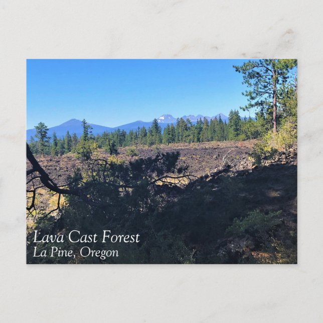 Wald von Lava, Oregon Postkarte (Vorderseite)