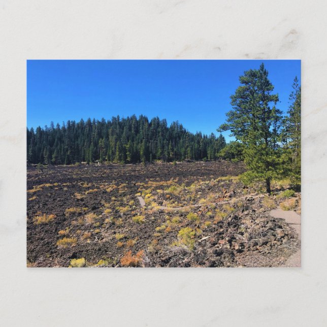 Wald von Lava, Oregon Postkarte (Vorderseite)