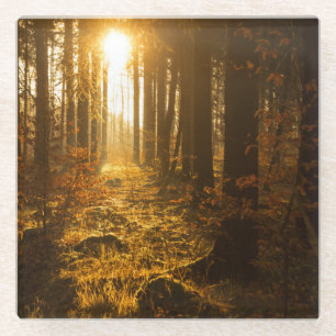 Wald während Herbstes   Baden Württemberg, Glasuntersetzer