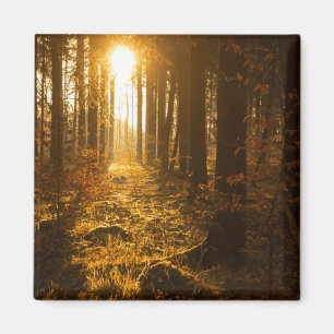 Wald während Herbstes   Baden Württemberg, Magnet