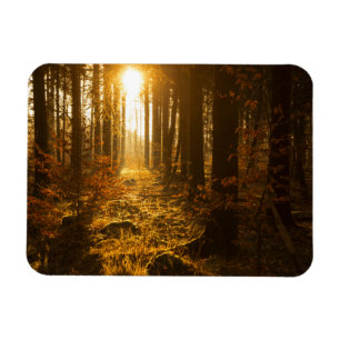 Wald während Herbstes   Baden Württemberg, Magnet