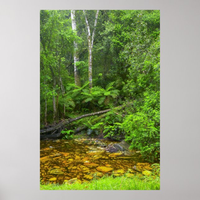 Wald, Wald Knysna-Amatole, Montanwald Poster (Vorne)