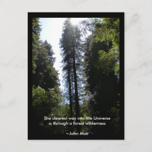 Wald Wilderness Redwood Postkarte