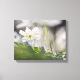 Waldanemone Nature Foto Leinwanddruck