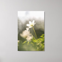 Waldanemone Nature Foto Leinwanddruck