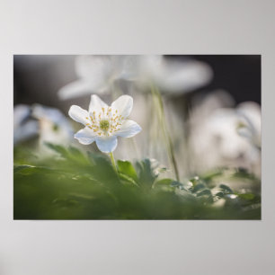 Waldanemone Nature Foto Poster