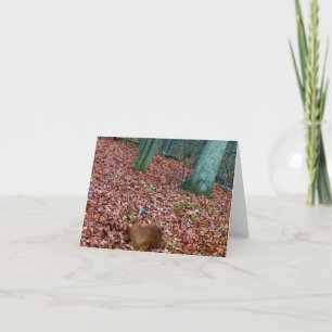 Waldanmerkungs-Karten-Damhirschkuh ein Rotwild Karte