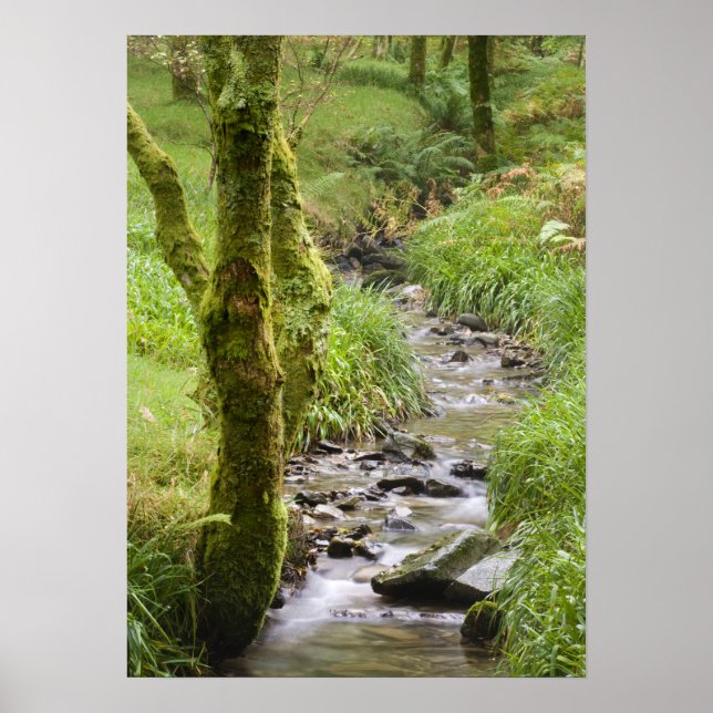 Waldbach im Lake District Poster (Vorne)