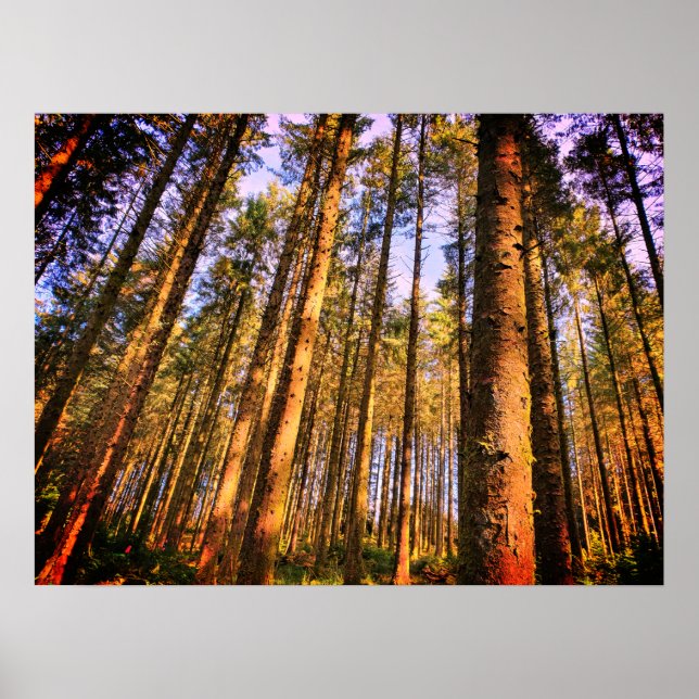 Waldbaumposter Poster (Vorne)