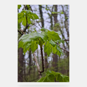 Waldblätter nach Regen – Wilde Natur Rumänien Acrylschild
