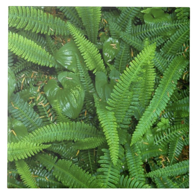 Waldboden, Quinault-Regenwald, Olympic NP, Fliese (Vorderseite)