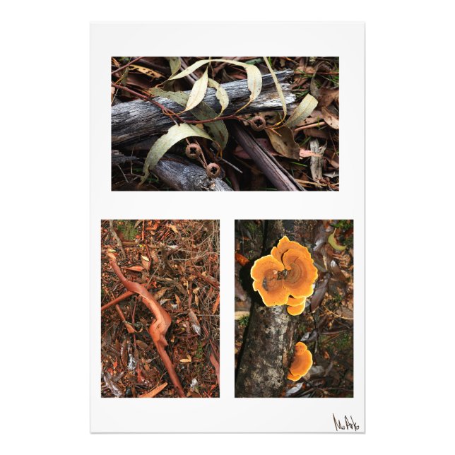 Waldbodensammlung 1 fotodruck (Vorne)