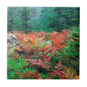 Waldbunte Farne in HerbstAcadia Maine Fliese