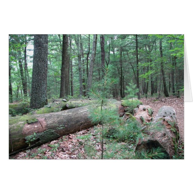 Walden Forest (Vorderseite (Horizontal))