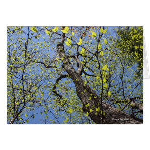 Walden Pond: Fantasie