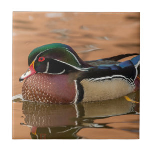 Waldente schwimmt im Wasser Fliese