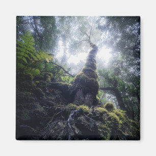 Wälder   Anaga Rural Park Kanarische Inseln Magnet