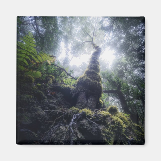 Wälder | Anaga Rural Park Kanarische Inseln Magnet (Vorne)