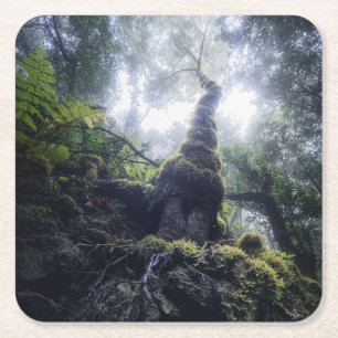 Wälder   Anaga Rural Park Kanarische Inseln Rechteckiger Pappuntersetzer