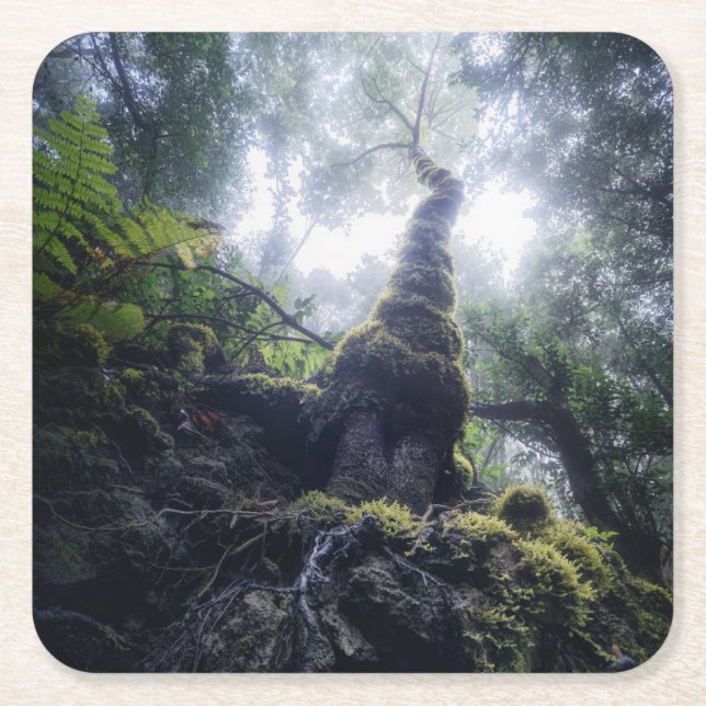 Wälder | Anaga Rural Park Kanarische Inseln Rechteckiger Pappuntersetzer (Vorderseite)