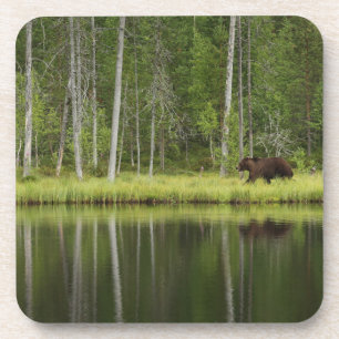 Wälder Bären in Taiga Forest Nord Finnland Getränkeuntersetzer
