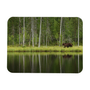 Wälder   Bären in Taiga Forest Nord Finnland Magnet
