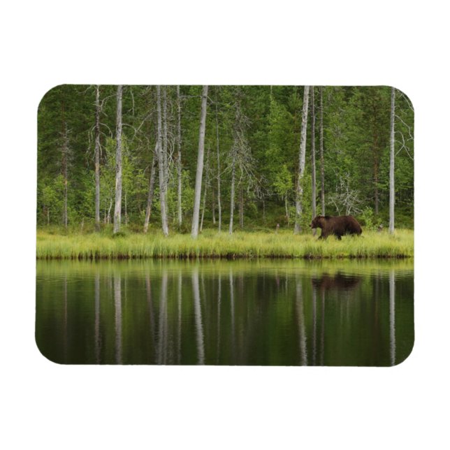 Wälder | Bären in Taiga Forest Nord Finnland Magnet (Horizontal)