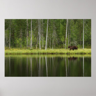 Wälder Bären in Taiga Forest Nord Finnland Poster