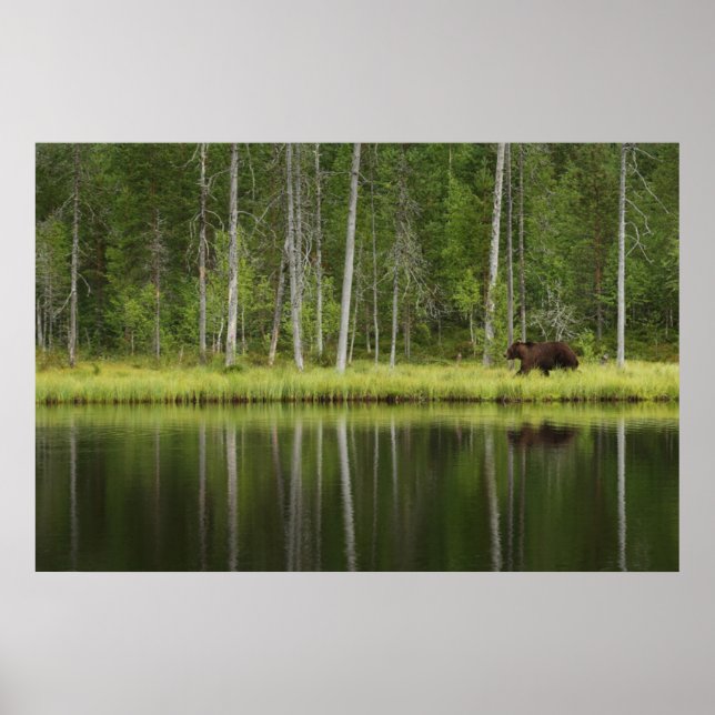 Wälder | Bären in Taiga Forest Nord Finnland Poster (Vorne)