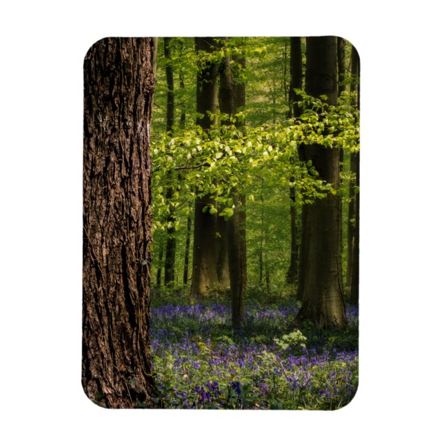 Wälder | Bluebells in Belgien Magnet (Vertikal)