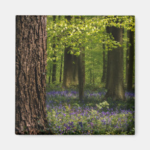 Wälder   Bluebells in Belgien Magnet