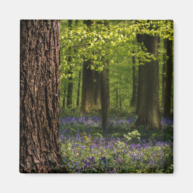 Wälder | Bluebells in Belgien Magnet (Vorne)