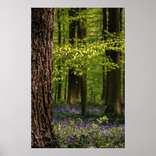 Wälder | Bluebells in Belgien Poster (Vorne)