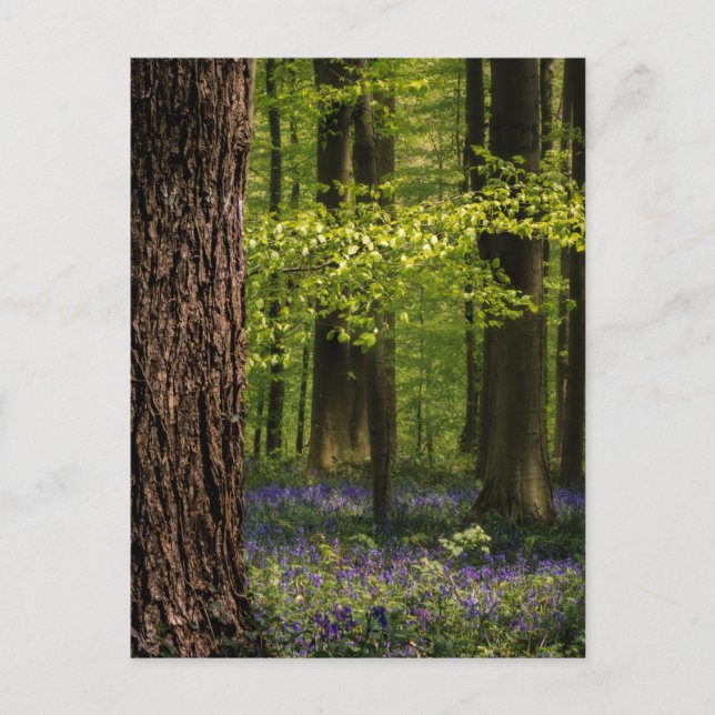 Wälder | Bluebells in Belgien Postkarte (Vorderseite)