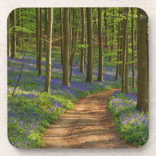 Wälder Bluebellwald in Belgien Getränkeuntersetzer