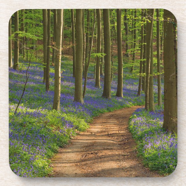 Wälder | Bluebellwald in Belgien Getränkeuntersetzer (Vorderseite)