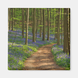 Wälder   Bluebellwald in Belgien Magnet