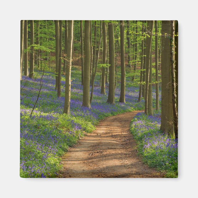 Wälder | Bluebellwald in Belgien Magnet (Vorne)