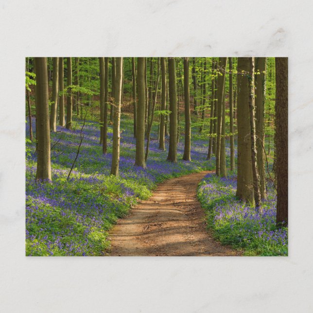 Wälder | Bluebellwald in Belgien Postkarte (Vorderseite)