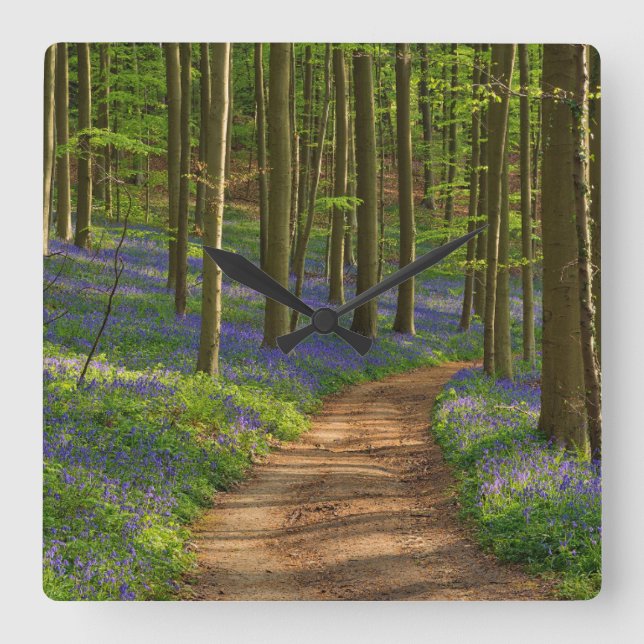 Wälder | Bluebellwald in Belgien Quadratische Wanduhr (Vorderseite)