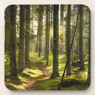 Wälder Boreal Forest Schweden Getränkeuntersetzer