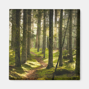 Wälder Boreal Forest Schweden Magnet