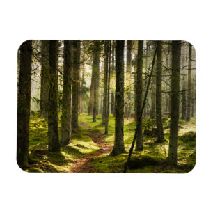 Wälder   Boreal Forest Schweden Magnet