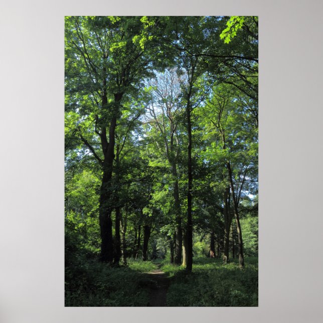 Wälder. Bute Park, Cardiff Poster (Vorne)