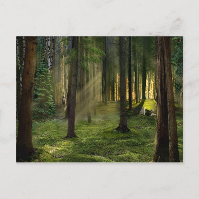 Wälder der Morgendämmerung Postkarte (Vorderseite)