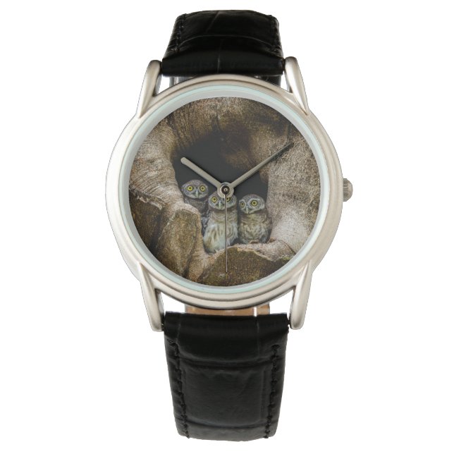 Wälder | Drei Eulen suchen Armbanduhr (Vorderseite)