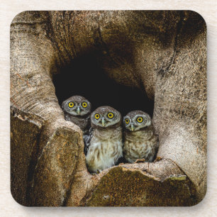 Wälder   Drei Eulen suchen Getränkeuntersetzer