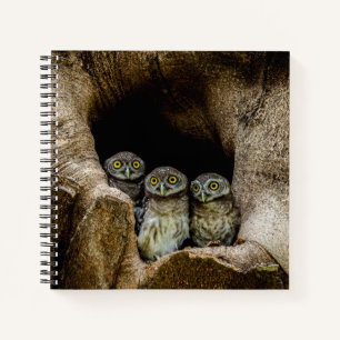 Wälder Drei Eulen suchen Notizbuch